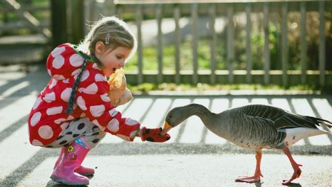 Castle Espie Wildfowl & Wetlands Centre