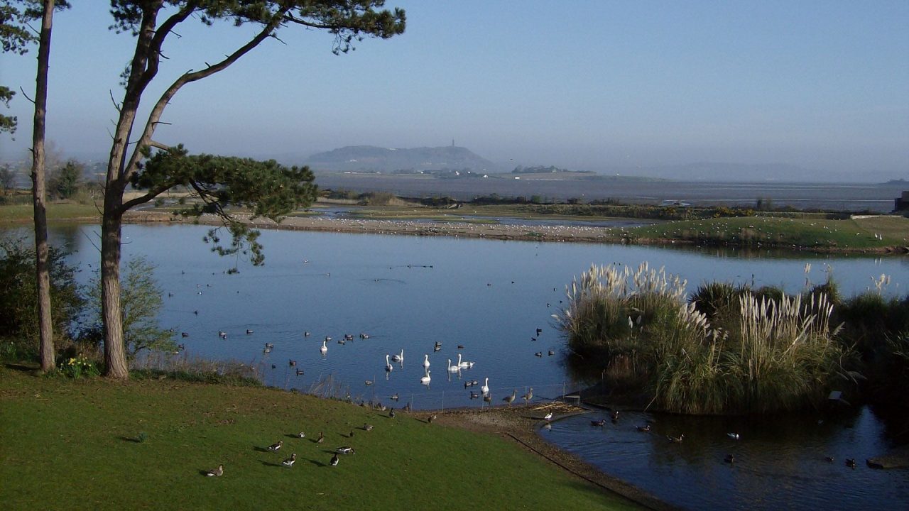 Castle Espie Wildfowl & Wetlands Centre