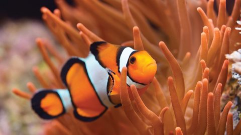 Exploris Clown Fish