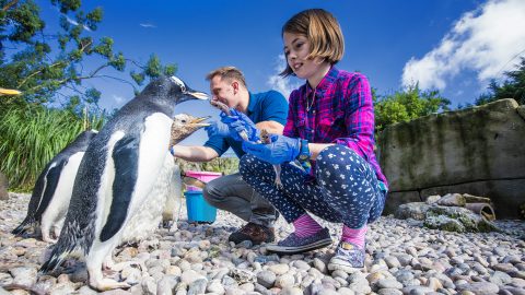 Family feeding penguins at Belfast Zoo