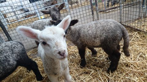 Ark Open Farm