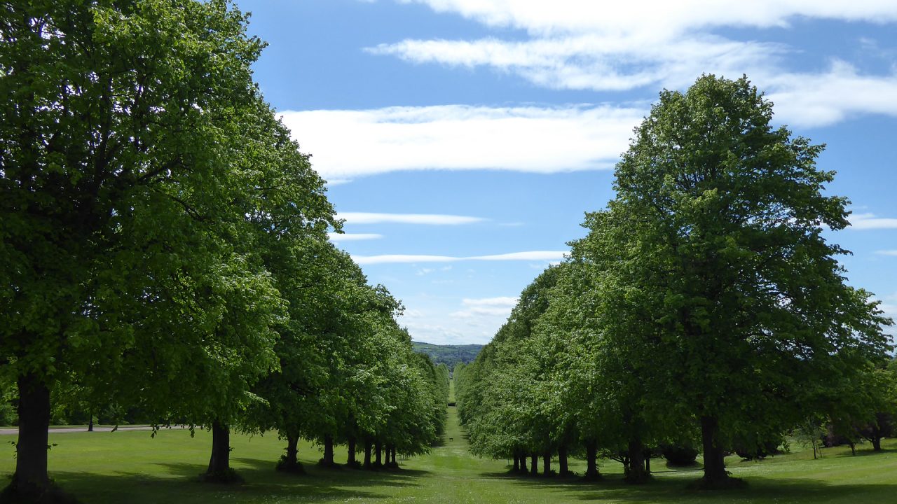 Lime Trees