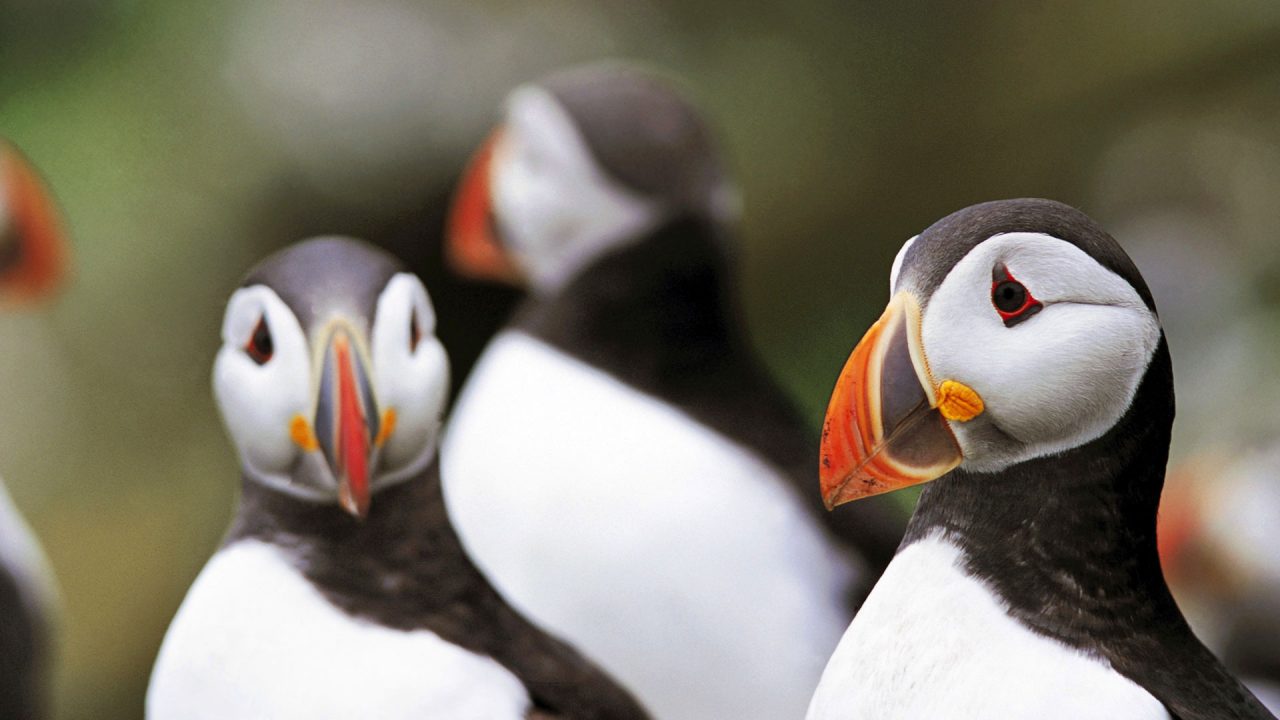 Puffins on Rathlin Island RSPB