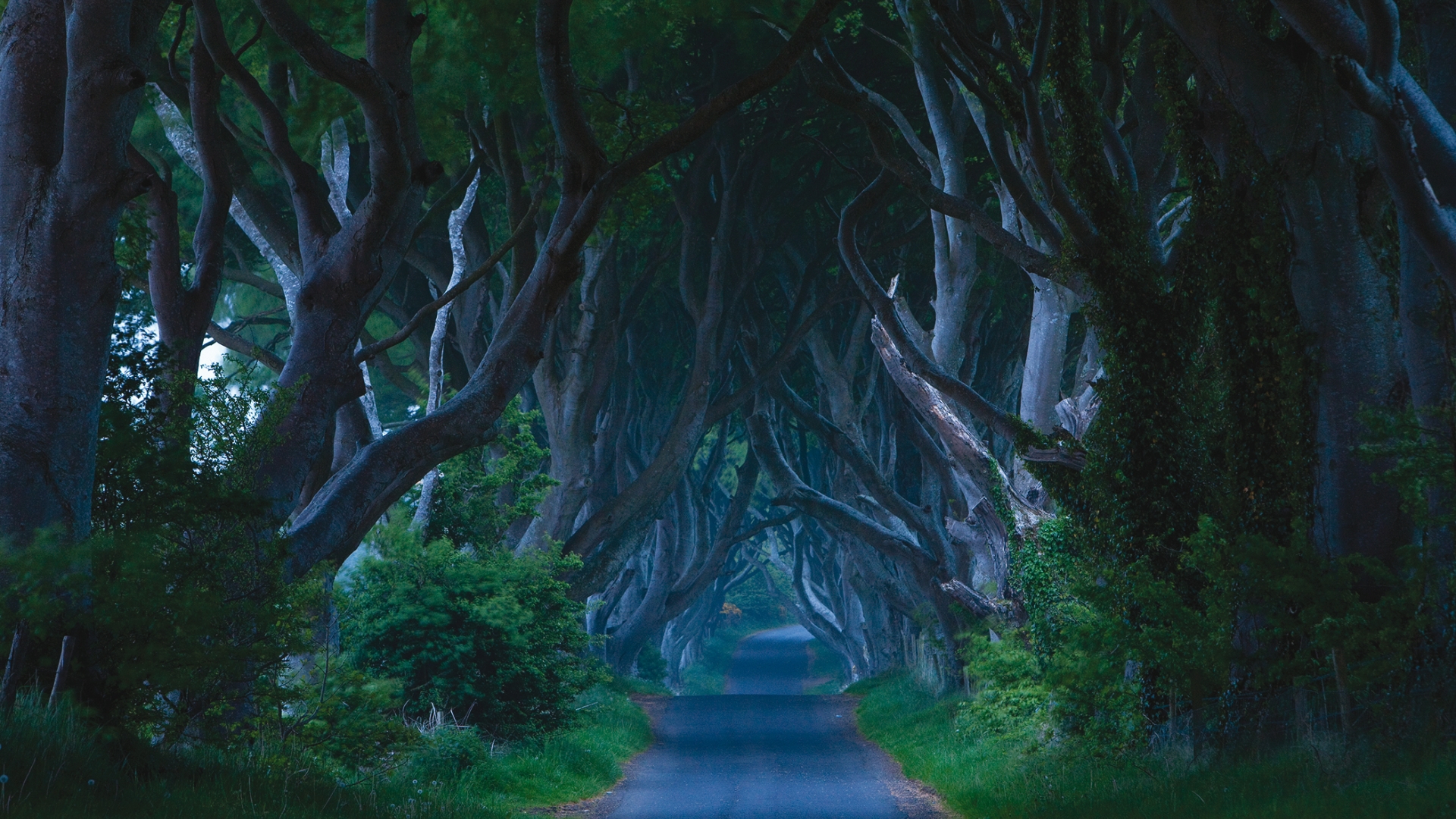 The Dark Hedges Attractions Visit Belfast