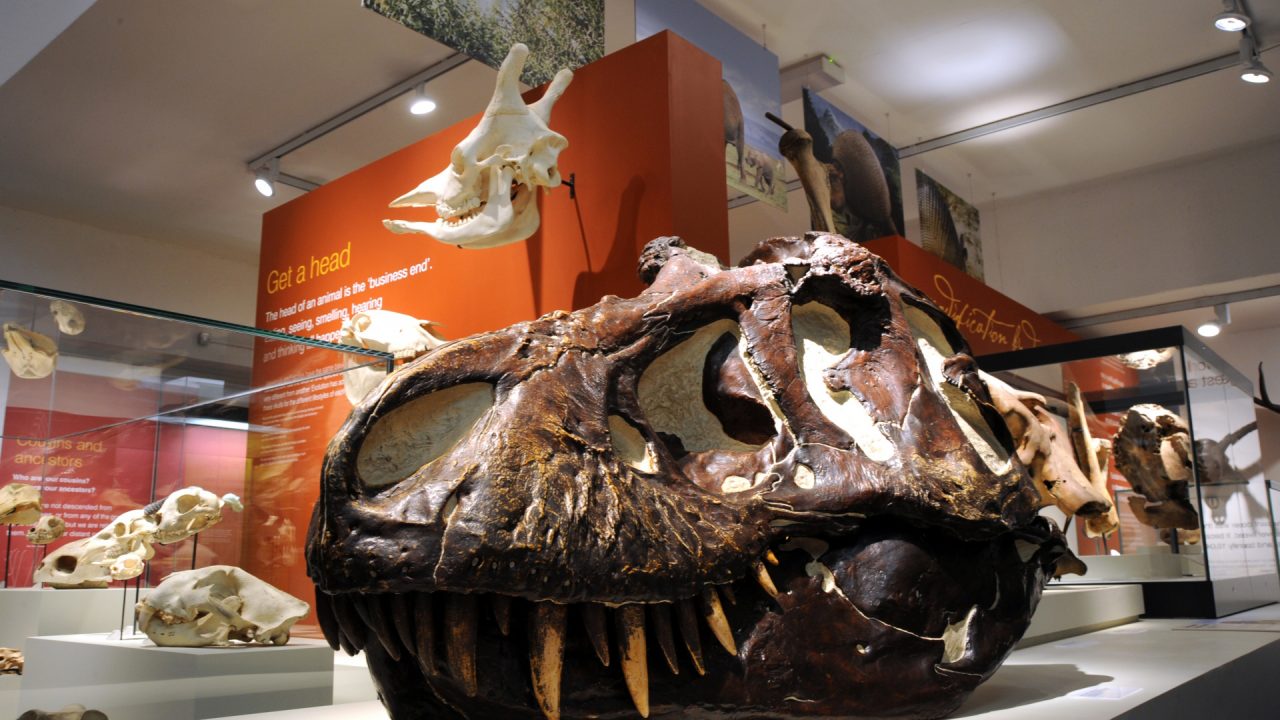 Ulster Museum