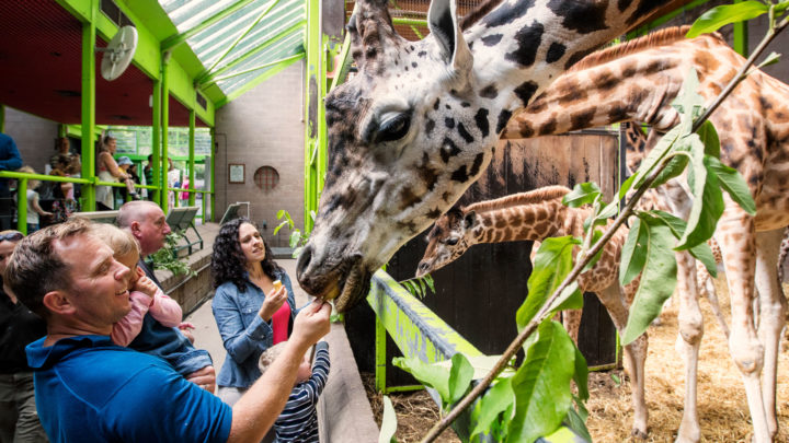 Belfast Zoo family feeding a giraffe