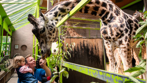 Fathers Day Belfast Zoo
