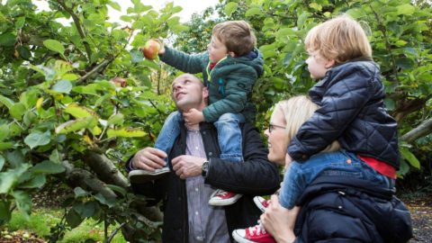 Apple Sundays at ardress