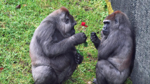 ValentinesDay belfast zoo