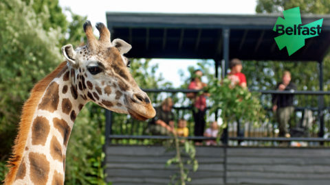 Zoom Background Giraffeee