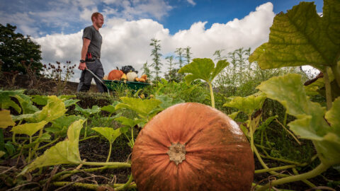 Harvest in the Walled Garden at Hillsborough Castle