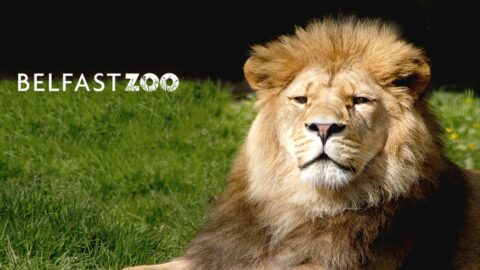 Belfast Zoo Offer