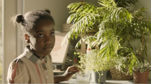 Apocalypse Anytime Now (Shorts)