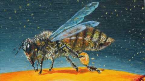 Apis Mellifera, The Honey Bee