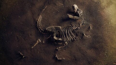 Ben Garrod why do some species go extinct
