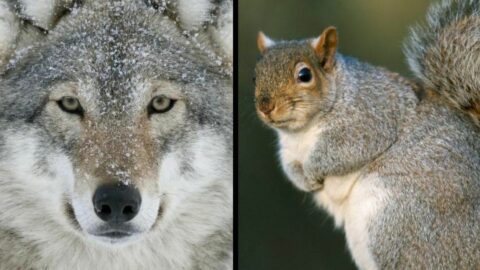 Grey Wolves & Grey Squirrels
