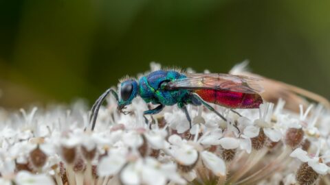 Our Invertebrate Biodiversity (1)