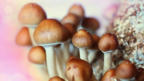 Science of Magic Mushrooms