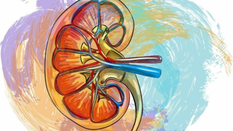 Steaming kidneys