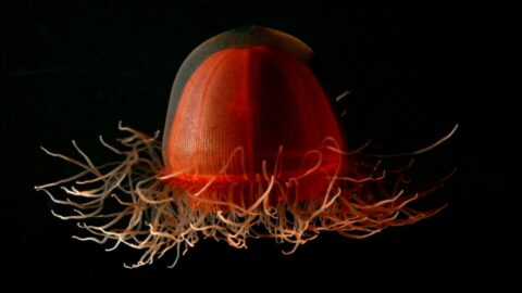 The Brilliant Abyss