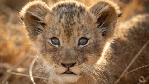 Zoo Breeding Programmes