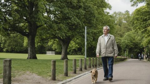 dog walk
