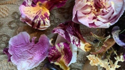 nature and flowers