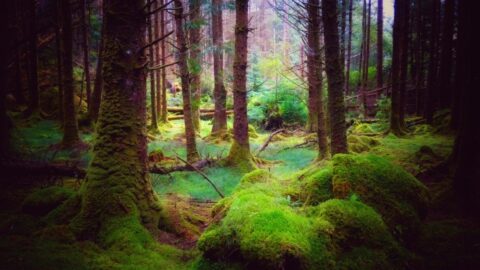 rain forest