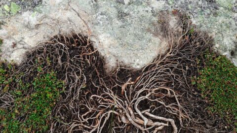roots